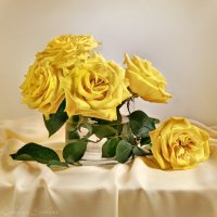 Жёлтые розы :: Светлана Л.