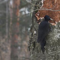 Чёрный дятел. :: Алекс Ант