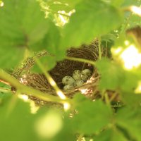 Гнездо камышовки в малине. :: Елизавета Чеканова
