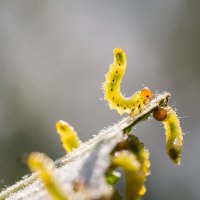 Прожорливые гусеницы :: Александр Синдерёв