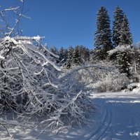 По лыжне) :: Владимир Звягин