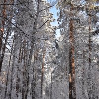 Зимняя дорога :: Владимир Звягин