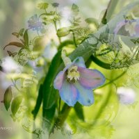цветы и бабочки :: Александр Иванов