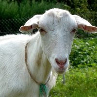 Портрет зааненской козы :: Лидия Бараблина