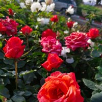 Февральские розы :: Александр Деревяшкин