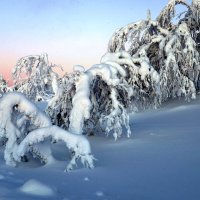 Тяжелый снег в Лапландии..... :: Генрих 