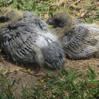 Птенцы голубя под пальмой :: Герович Лилия 