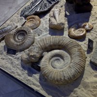 Выставка доисторических моллюсков :: Татьяна Пальчикова