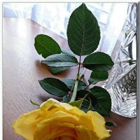 Жёлтая роза :: Наталья Цыганова 