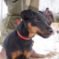 Ягдтерьер :: Василий Панкрушов