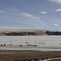 Утро альпийских пастбищ :: M Marikfoto