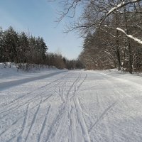 На белом покрывале января.. :: Андрей Заломленков