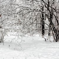 Ветка в снегу.. :: Юрий Стародубцев