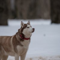 Там белка! :: Владимир Безбородов