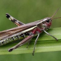 Большая болотная кобылка (Stethophyma grossum (Linnaeus, 1758)) :: Павел Морозов