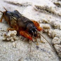 Медведка обыкновенная (Gryllotalpa gryllotalpa (Linnaeus, 1758)) :: Павел Морозов