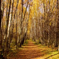Осенний лес :: Андрей Коровкин