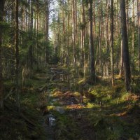Лесные "джунгли" в феврале :: Алексей Румянцев