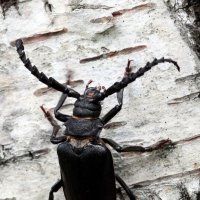 Дровосек-кожевник (Prionus coriarius (Linnaeus,1758)) :: Павел Морозов