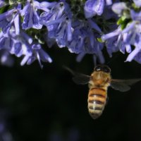 Пчела с четырьмя крыльями :: Александр Деревяшкин