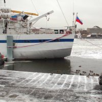 Уточки  на Неве :: Фотогруппа Весна