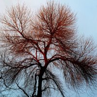 Дерево, освещенное зимним закатным солнцем... :: Лидия Бараблина