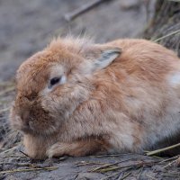 из жизни кроликов  2 :: Александр Прокудин