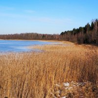 Камышовый берег озера (из поездок по области) :: Милешкин Владимир Алексеевич 