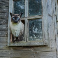 Яша в деревне :: Lyudmyla Pokryshen