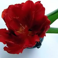 Красный тюльпан :: Елена 