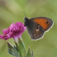 Сенница обыкновенная Coenonympha pamphilus :: Bo Nik