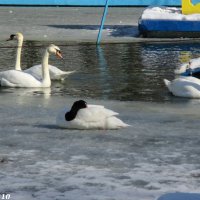 На птичьей площадке в городском парке :: Нина Бутко