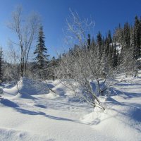 Каждый кустик заботливо укутан :: Galaelina ***