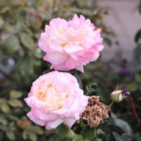 Три розы :: Irene Irene