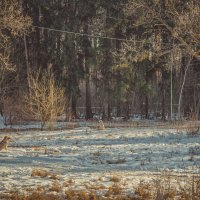 Щенячий патруль. :: Андрей 