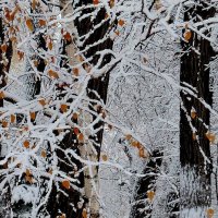 Графика первого снега с березовыми листьями... :: Лидия Бараблина