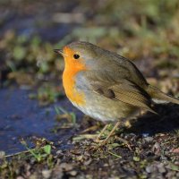 Зарянка (Erithacus rubecula) :: Иван 