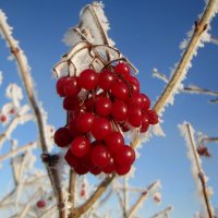 Зимняя ягода. :: nadyasilyuk Вознюк