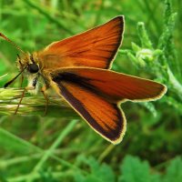 Толстоголовка тире (лат. Thymelicus lineola) :: vodonos241 