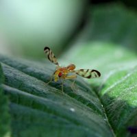 Муха - пестрокрылка (Tephritidae) :: Павел Морозов