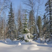 Зимний лес. :: Юлия 
