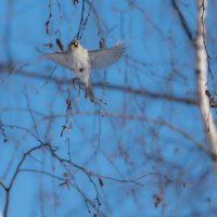 Чечетка. :: Владимир Безбородов