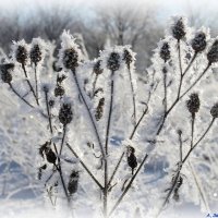 Про цветы ледяные.. :: Андрей Заломленков