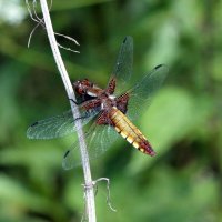 Стрекоза плоская (Libellula depressa (Linnaeus, 1758)) - самка :: Павел Морозов