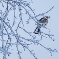 В морозный день :: Владимир Звягин