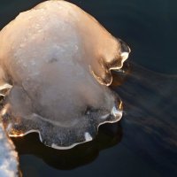 Ледяная медуза на пруду... :: Лидия Бараблина