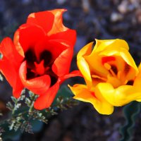Первые тюльпаны на Балхаше. :: Штрек Надежда 
