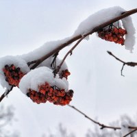 Под натиском снега.. :: Юрий Стародубцев