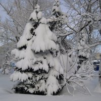 Белое безмолвие в городе!... Красуются ели в белоснежных шубах!... :: Лидия Бараблина