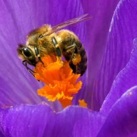 Крокус и пчела :: Heinz Thorns